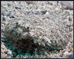 Rombo di mare (Bothus  podas podas) by Francesco Pacienza 